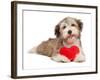 Lover Valentine Chocolate Havanese-mdorottya-Framed Photographic Print