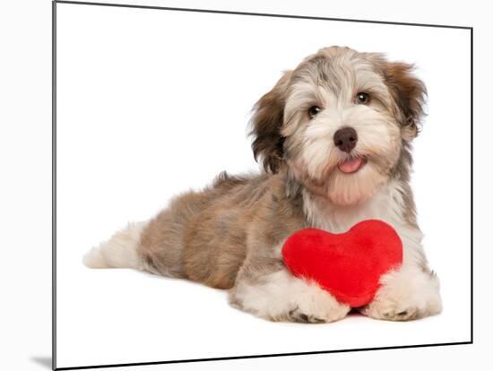 Lover Valentine Chocolate Havanese-mdorottya-Mounted Photographic Print