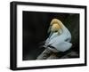 Lover-Cheng Chang-Framed Photographic Print