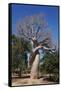 Lovers Baobab (Baobab Amoureux), Madagascar-Carlo Morucchio-Framed Stretched Canvas