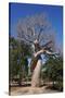 Lovers Baobab (Baobab Amoureux), Madagascar-Carlo Morucchio-Stretched Canvas