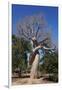 Lovers Baobab (Baobab Amoureux), Madagascar-Carlo Morucchio-Framed Photographic Print