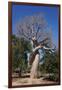 Lovers Baobab (Baobab Amoureux), Madagascar-Carlo Morucchio-Framed Photographic Print