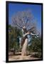 Lovers Baobab (Baobab Amoureux), Madagascar-Carlo Morucchio-Framed Photographic Print