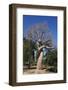 Lovers Baobab (Baobab Amoureux), Madagascar-Carlo Morucchio-Framed Photographic Print