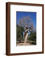 Lovers Baobab (Baobab Amoureux), Madagascar-Carlo Morucchio-Framed Photographic Print