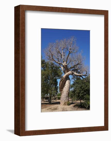 Lovers Baobab (Baobab Amoureux), Madagascar-Carlo Morucchio-Framed Photographic Print