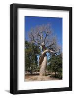 Lovers Baobab (Baobab Amoureux), Madagascar-Carlo Morucchio-Framed Photographic Print