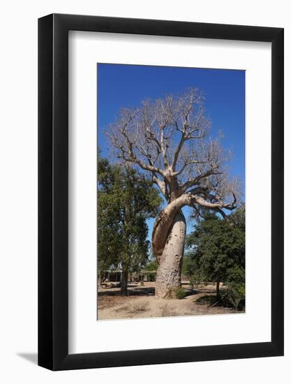 Lovers Baobab (Baobab Amoureux), Madagascar-Carlo Morucchio-Framed Photographic Print