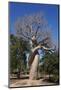 Lovers Baobab (Baobab Amoureux), Madagascar-Carlo Morucchio-Mounted Photographic Print