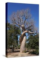 Lovers Baobab (Baobab Amoureux), Madagascar-Carlo Morucchio-Stretched Canvas