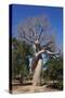 Lovers Baobab (Baobab Amoureux), Madagascar-Carlo Morucchio-Stretched Canvas