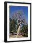 Lovers Baobab (Baobab Amoureux), Madagascar-Carlo Morucchio-Framed Photographic Print