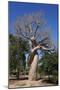 Lovers Baobab (Baobab Amoureux), Madagascar-Carlo Morucchio-Mounted Photographic Print