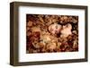 Lovers IV-null-Framed Premium Giclee Print