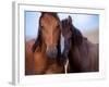 Lovers-Tony Stromberg-Framed Photographic Print