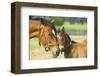 Loving Mare and Foal-null-Framed Art Print