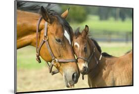 Loving Mare and Foal-null-Mounted Art Print