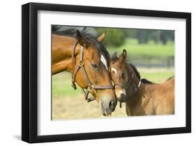 Loving Mare and Foal-null-Framed Art Print