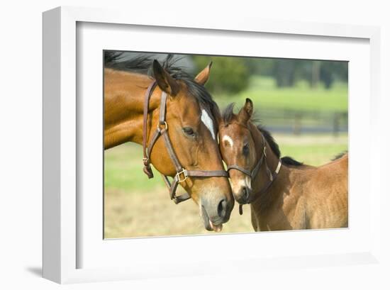 Loving Mare and Foal-null-Framed Art Print