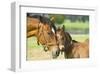 Loving Mare and Foal-null-Framed Art Print