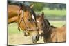 Loving Mare and Foal-null-Mounted Art Print