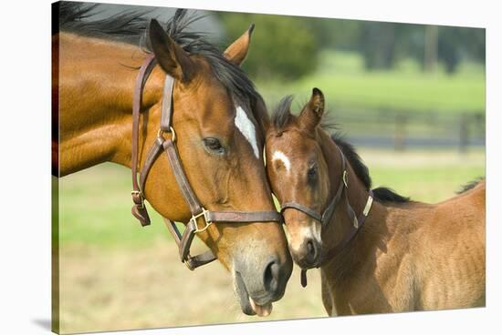 Loving Mare and Foal-null-Stretched Canvas