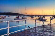 Blue Blubber Jelliyfish at Sunrise-lovleah-Photographic Print