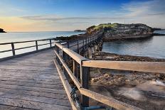 Blue Blubber Jelliyfish at Sunrise-lovleah-Photographic Print