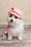 Trendy Cute Dog-lovleah-Photographic Print