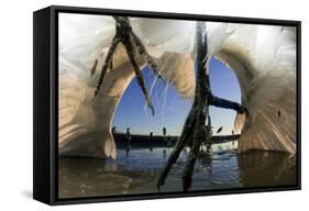 Low Angle of Grey Heron Feet (Ardea Cinerea), Leaping to Attack Gret White Egret (Egretta Alba)-Bence Mate-Framed Stretched Canvas