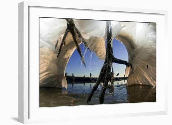 Low Angle of Grey Heron Feet (Ardea Cinerea), Leaping to Attack Gret White Egret (Egretta Alba)-Bence Mate-Framed Photographic Print