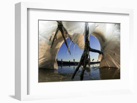 Low Angle of Grey Heron Feet (Ardea Cinerea), Leaping to Attack Gret White Egret (Egretta Alba)-Bence Mate-Framed Photographic Print