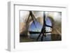 Low Angle of Grey Heron Feet (Ardea Cinerea), Leaping to Attack Gret White Egret (Egretta Alba)-Bence Mate-Framed Photographic Print