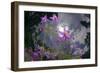 Low Angle Shot Of Flowers (Thalictrum Sp) Basoncuo National Park, Tibet, China, Asia, July-Dong Lei-Framed Photographic Print