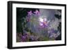 Low Angle Shot Of Flowers (Thalictrum Sp) Basoncuo National Park, Tibet, China, Asia, July-Dong Lei-Framed Photographic Print