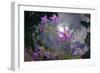 Low Angle Shot Of Flowers (Thalictrum Sp) Basoncuo National Park, Tibet, China, Asia, July-Dong Lei-Framed Photographic Print