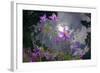 Low Angle Shot Of Flowers (Thalictrum Sp) Basoncuo National Park, Tibet, China, Asia, July-Dong Lei-Framed Photographic Print