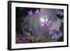 Low Angle Shot Of Flowers (Thalictrum Sp) Basoncuo National Park, Tibet, China, Asia, July-Dong Lei-Framed Photographic Print