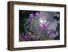 Low Angle Shot Of Flowers (Thalictrum Sp) Basoncuo National Park, Tibet, China, Asia, July-Dong Lei-Framed Photographic Print