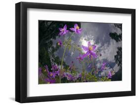 Low Angle Shot Of Flowers (Thalictrum Sp) Basoncuo National Park, Tibet, China, Asia, July-Dong Lei-Framed Photographic Print