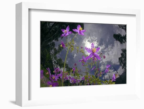 Low Angle Shot Of Flowers (Thalictrum Sp) Basoncuo National Park, Tibet, China, Asia, July-Dong Lei-Framed Photographic Print