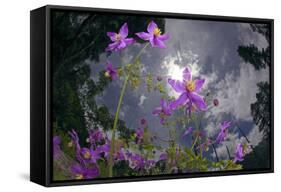 Low Angle Shot Of Flowers (Thalictrum Sp) Basoncuo National Park, Tibet, China, Asia, July-Dong Lei-Framed Stretched Canvas