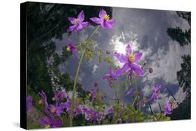 Low Angle Shot Of Flowers (Thalictrum Sp) Basoncuo National Park, Tibet, China, Asia, July-Dong Lei-Stretched Canvas