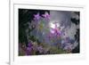 Low Angle Shot Of Flowers (Thalictrum Sp) Basoncuo National Park, Tibet, China, Asia, July-Dong Lei-Framed Photographic Print