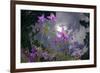 Low Angle Shot Of Flowers (Thalictrum Sp) Basoncuo National Park, Tibet, China, Asia, July-Dong Lei-Framed Photographic Print