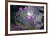Low Angle Shot Of Flowers (Thalictrum Sp) Basoncuo National Park, Tibet, China, Asia, July-Dong Lei-Framed Photographic Print