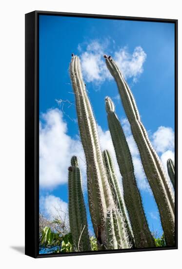 Low Angle View against Coludy Blue Sky of Tall Spiny Organ Pipe Cactus on Aruba Growing on the Ayo-PlusONE-Framed Stretched Canvas