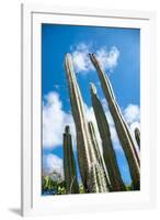 Low Angle View against Coludy Blue Sky of Tall Spiny Organ Pipe Cactus on Aruba Growing on the Ayo-PlusONE-Framed Photographic Print