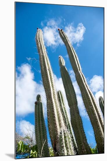 Low Angle View against Coludy Blue Sky of Tall Spiny Organ Pipe Cactus on Aruba Growing on the Ayo-PlusONE-Mounted Photographic Print